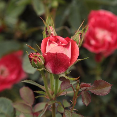 Rosa Picasso™ - rojo - blanco - Árbol de Rosas Miniatura - rosal de pie alto- forma de corona tupida